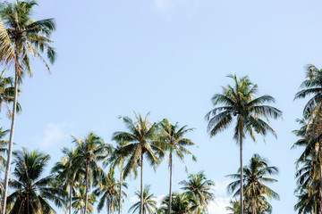 Coconut tree at sky.