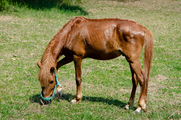 Horse eat grass at green field