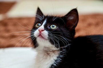 Fototapeta premium Black and white kitten