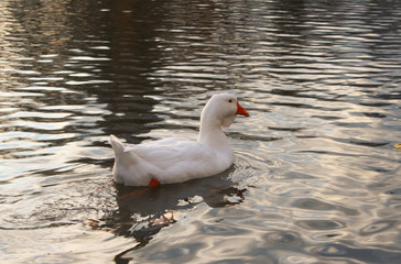 Fototapeta premium swan