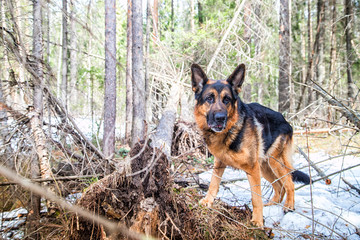 Dog German Shepherd in the forest in an early spring