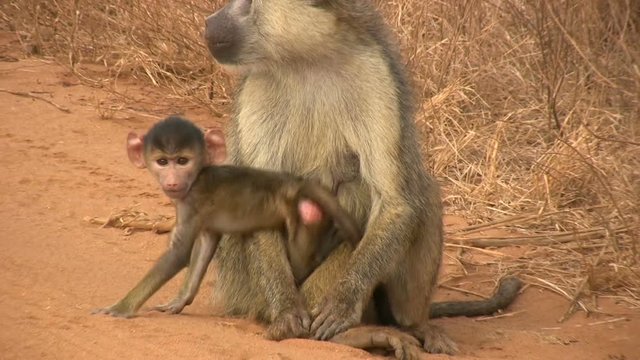 A baby baboon goes round her mother once..mov