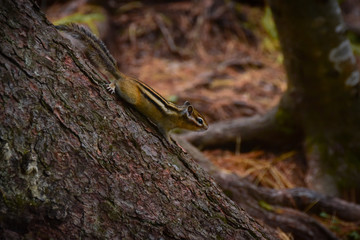 A chipmunk clinging to a tree