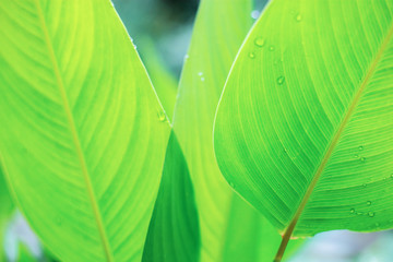 Green leaves of plant with sunrise.