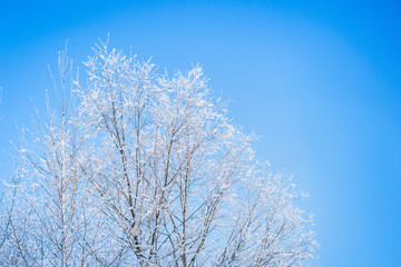 Blue Winter Background. Treetops in hoarfrost against the blue sky