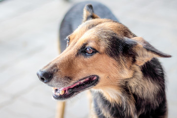 Portrait of a homeless stray dog on the street_