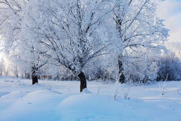 Winter landscape. Cold day.