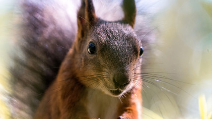 Close Up Red squirrel Sciurus vulgaris eating nuts