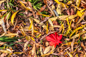 Red leaves