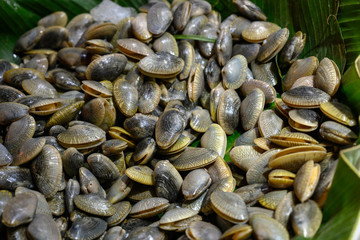 あさり・貝・シーフード・海鮮・新鮮