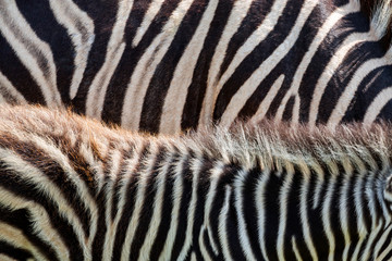 Fototapeta na wymiar Colorful zebra fur pattern for background