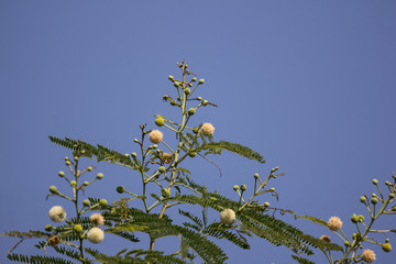 Flower of Horse tamarind tree