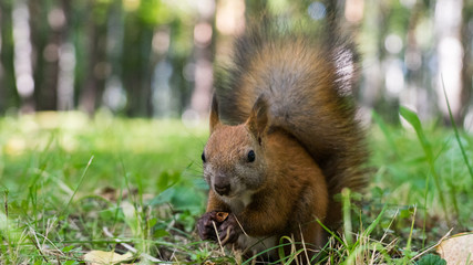 Naklejka na ściany i meble Squirell close up in forest, Tomsk