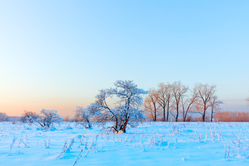 Winter landscape. Cold day.
