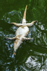    Water monitor  Lying dead on the water.