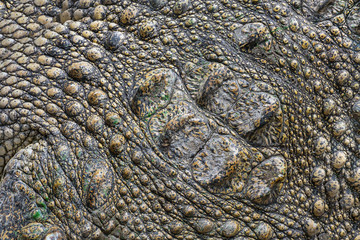 Fototapeta premium Crocodile pattern and skin for the background.