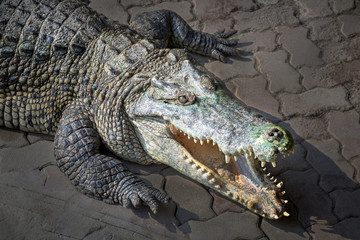 Crocodile open mouth on the brick floor