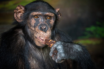 Face of young chimpanzee.