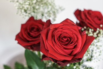 red rosees on white background