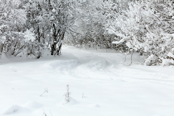 Winter landscape. Cold day.