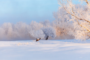 Winter landscape. Cold day.