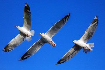 Three seagulls flying in the sky.