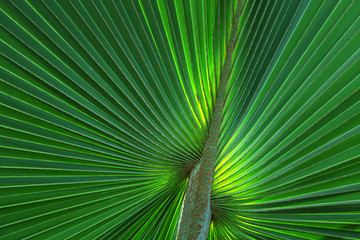 Colorful pattern of palm leaves for background