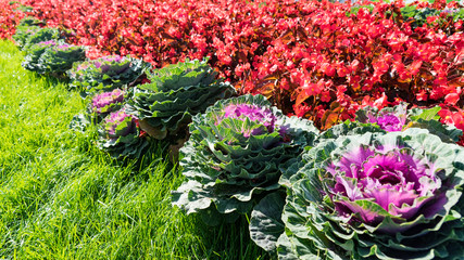 Ornamental kale and Chrysanthemums in flower border