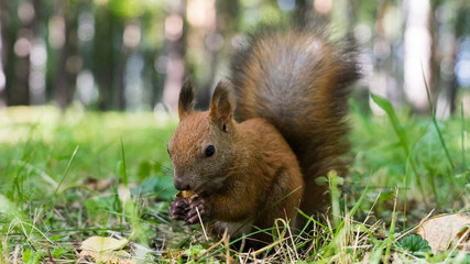 Squirell close up in forest, Tomsk