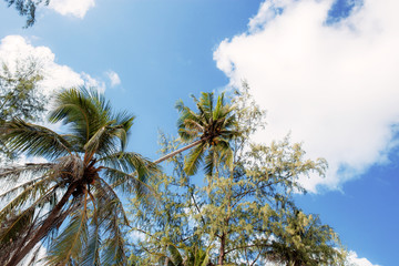 Palm tree on beach at sky.