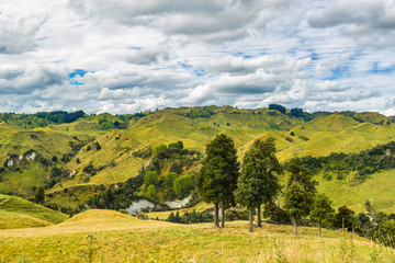 Obraz premium New Zealand nature farmland green valley landscape with trees. Travel destination.