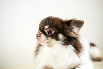 Pet dog on white background.