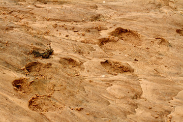 Hippopotamus Foot Prints in the Sand