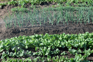 Fresh green vegetables growing in garden bed with water splash in hot summer day.
