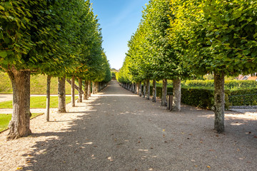 Alley of beautifully trimmed trees in the middle of famous renaissance park in chateau Villandry, Loire region, France.