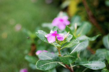 Purple flower on lawn.