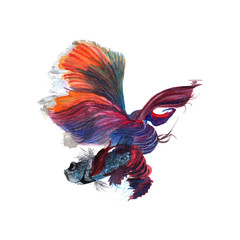 Fighting fish siamese Watercolor Painting ,Print Wall Art ,Hand painted. Perfect graphic for print wall , decorate wall , blogs , greeting cards , quotes , posters, logo, blogs and DIY.