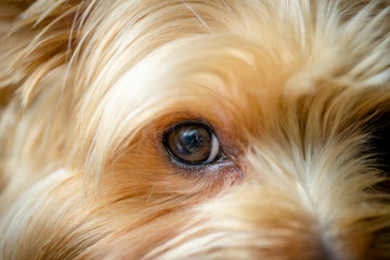 Macro shot of puppy's eye.