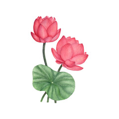 Lotus and Water Lily isolated on white background .Lotus and Water Lily  Hand painted Watercolor illustrations.