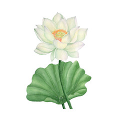 Lotus and Water Lily isolated on white background .Lotus and Water Lily  Hand painted Watercolor illustrations.
