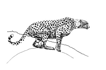 Cheetah hand drawn illustrations