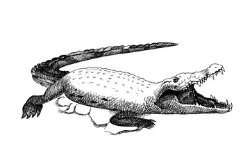 Crocodile hand drawn illustrations