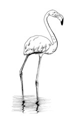 Naklejka premium Flamingo ręcznie rysowane ilustracje