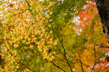 colorful Maple tree in autumn