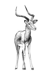Impala hand drawn illustrations