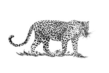 Leopard hand drawn illustrations