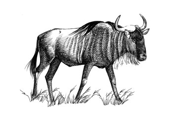 Wildebeest hand drawn illustrations