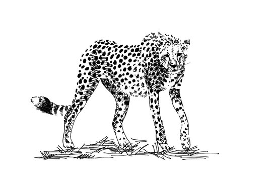 Cheetah hand drawn illustrations