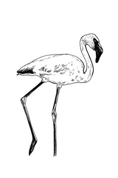 Flamingo hand drawn illustrations