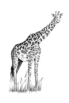 Giraffe hand drawn illustrations